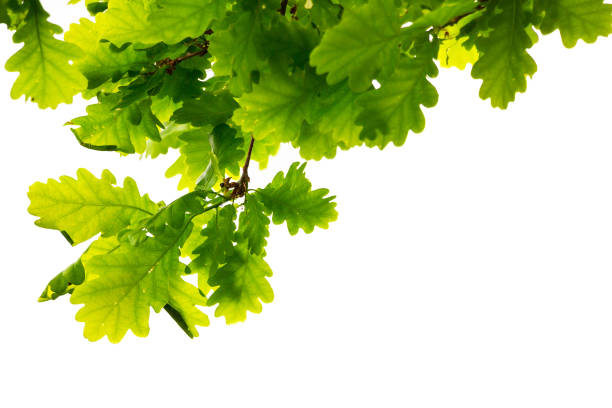 istock Branch of an oak tree with green leaves 687073346