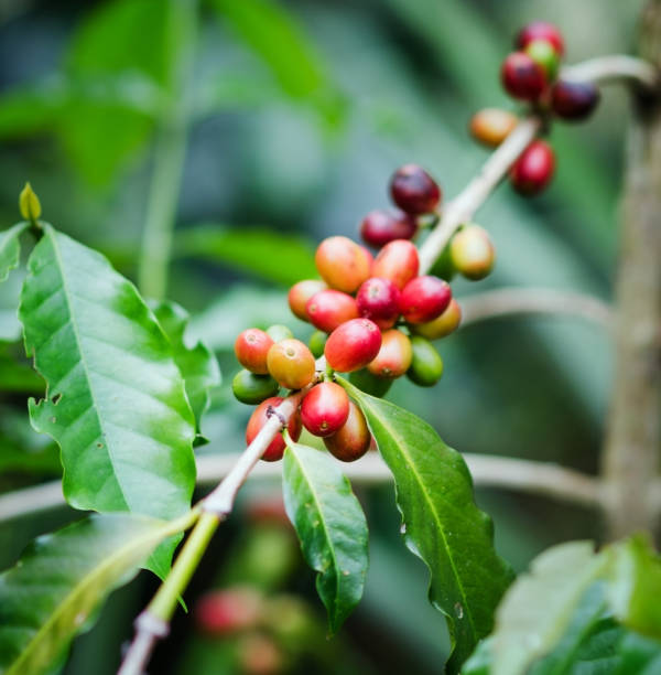 istock Coffee beans on the branch. Robusta Coffee 687078720