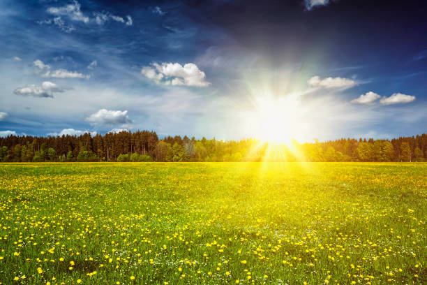 istock Green meadow with grass in summer 687081554