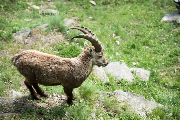 istock Wildlife Italian Alps: Alpine ibex (Capra ibex), steinbock or bouquetin 687081896