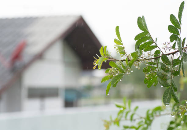 Branches with rain drops On the background the rain is falling.