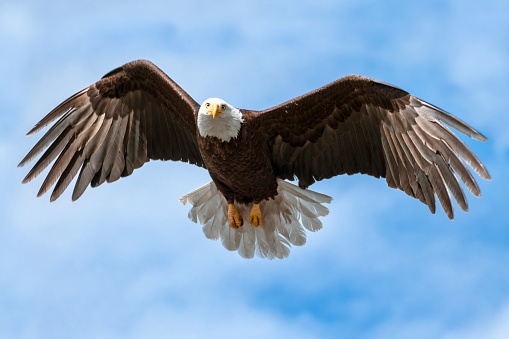 Bald Eagle lands in the snow with wings spread in the Yellowstone Ecosystem in western USA, North America.. Nearest cities are Denver, Colorado, Salt Lake City, Jackson, Wyoming, Gardiner, Cooke City, Bozeman and Billings, Montana.