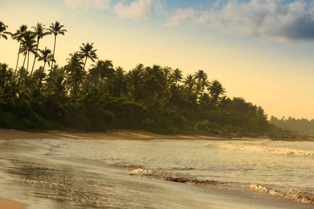 istock beautiful tropical beach with palm trees in the morning 687090334