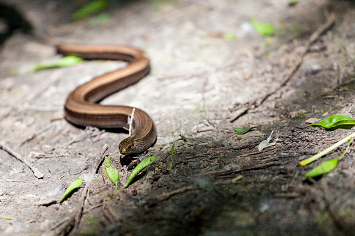 blindworm in forest