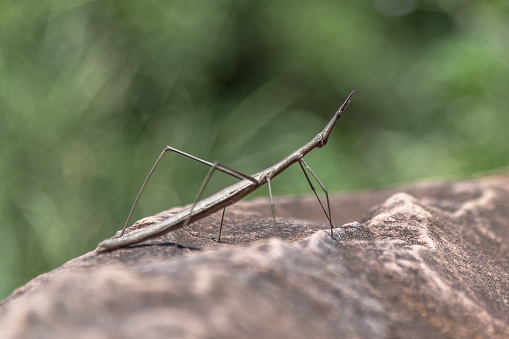 Macro photography of a stick insect on a rock with focus on foreground