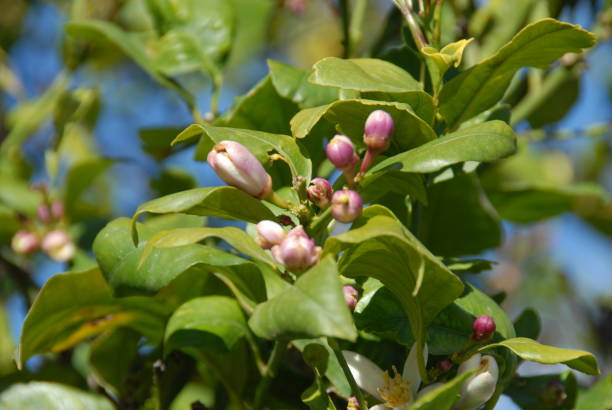 istock Lemon blossom on the tree in Spain 687099944