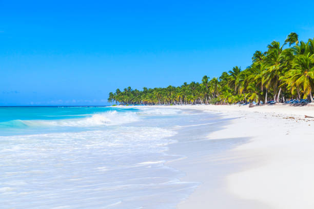 istock Coconut palms grow on white sandy beach 687107120