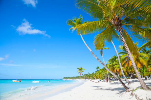 beach landscape with coconut palms - saana imagens e fotografias de stock