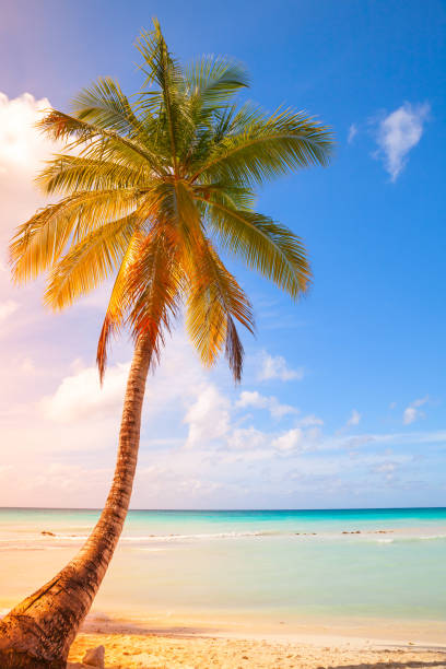 palm tree grows on white sandy beach - saana imagens e fotografias de stock