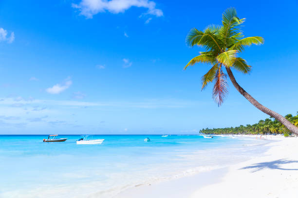 coconut palm grows on white sandy beach - saana imagens e fotografias de stock