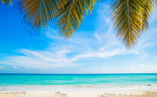 istock Palm branches over sky.  Caribbean Sea 687107200