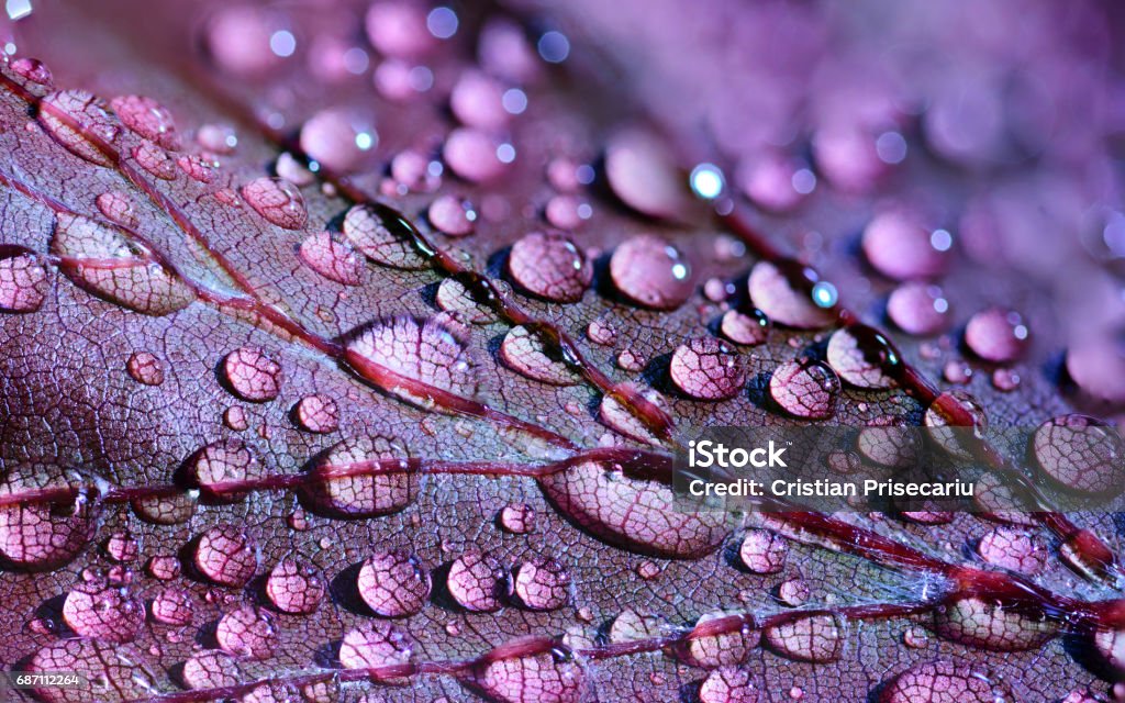 water drops shiny water drops puprle leaf Nature Stock Photo