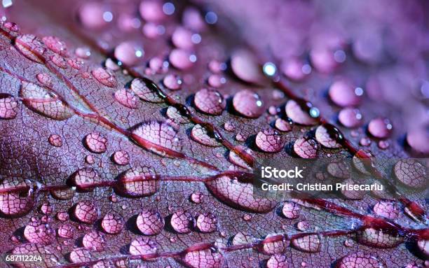 Water Drops Stock Photo - Download Image Now - Nature, Purple, Abstract