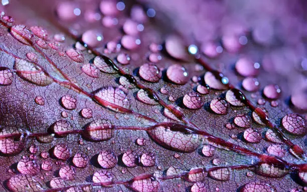 shiny water drops puprle leaf