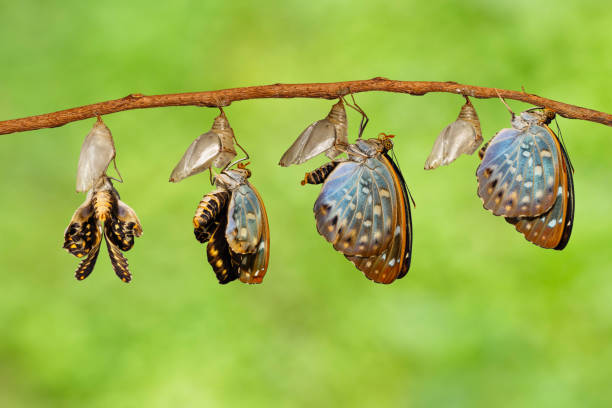 istock Transformation of Common Archduke butterfly 687112548