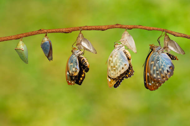 istock Transformation of Common Archduke butterfly 687112594