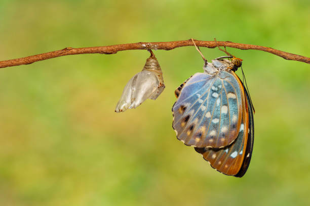 istock Transformation of Common Archduke butterfly 687112676