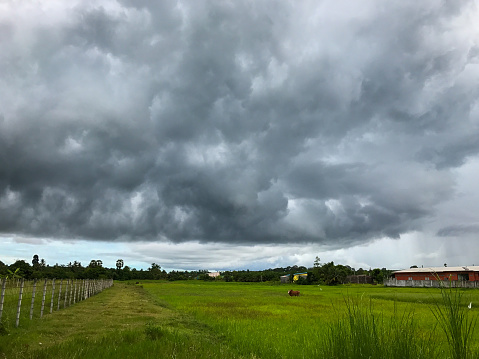 storm cloud and rice field