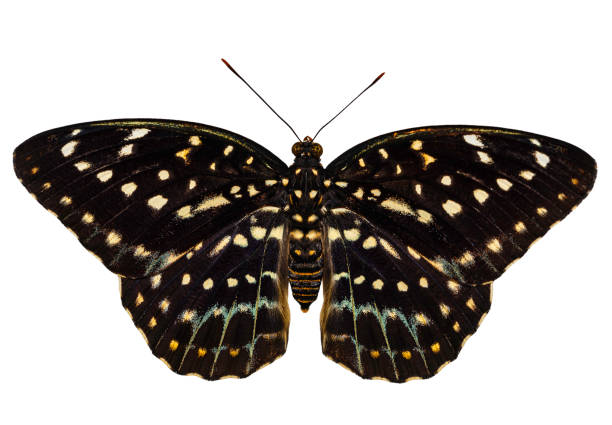 istock Isolated of female Common Archduke butterfly 687113204