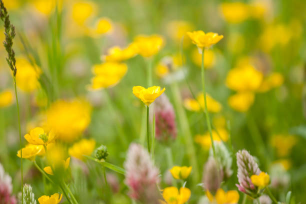 istock wild field flowers on green grass background 687116472