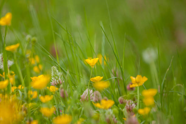 istock wild field flowers on green grass background 687116544