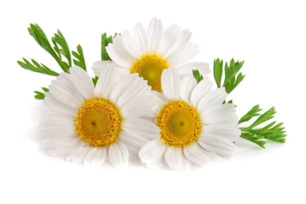 istock Three chamomile or daisies with leaves isolated on white background 687121898