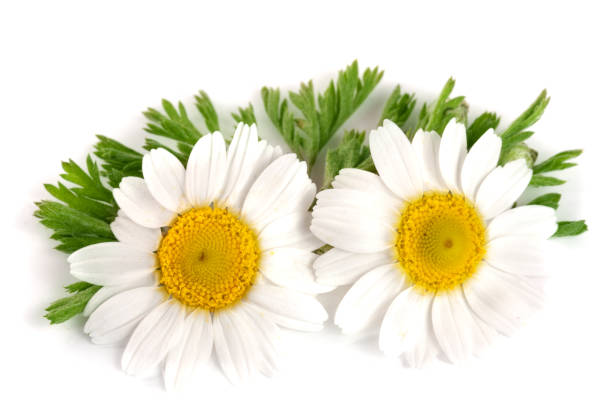 istock two chamomile or daisies with leaves isolated on white background 687123464