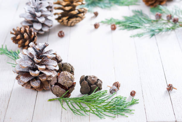 istock Pine and conifer cones and pine branch 687123490