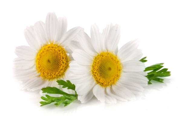 istock two chamomile or daisies with leaves isolated on white background 687123540