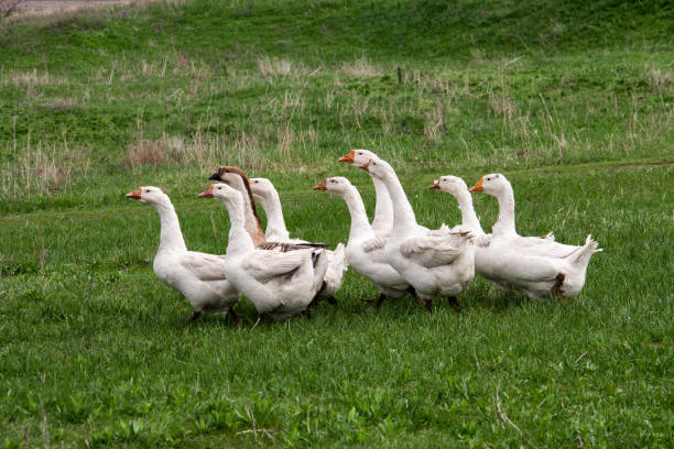 istock Flock of geese grazing on grass in spring field 687124284