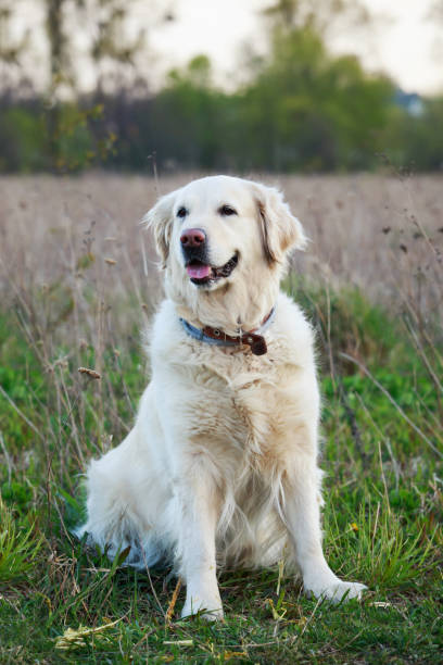 istock dog breed Golden retriever 687124560