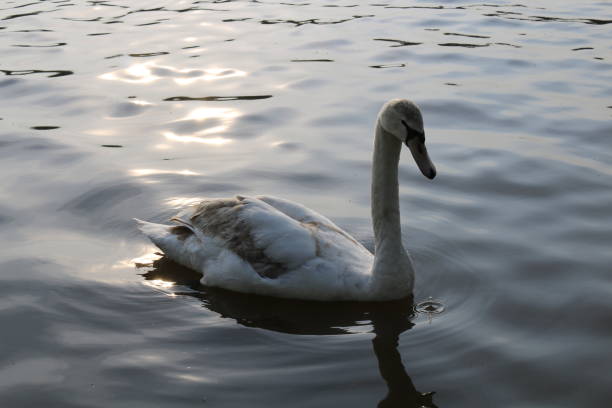 Swan 2 Swan swimming in Lake peacful stock pictures, royalty-free photos & images