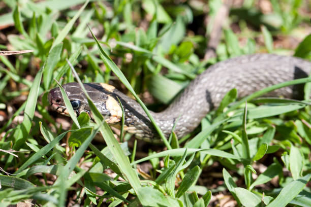 istock grass snake Natrix natrix in the grass 687124932
