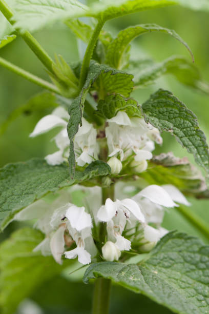 istock Blooming nettle bush with white flowers 687127508