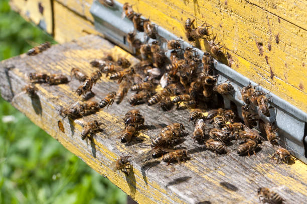 istock The bees at front hive entrance close-up. Selective focus 687127780