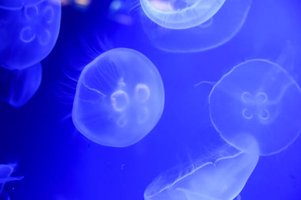 istock jellyfish In an aquarium on a blue background 687133196