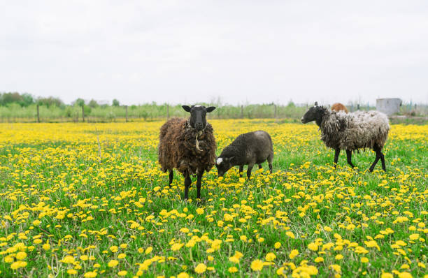 istock Black lambs in green meadow in spring. 687135798