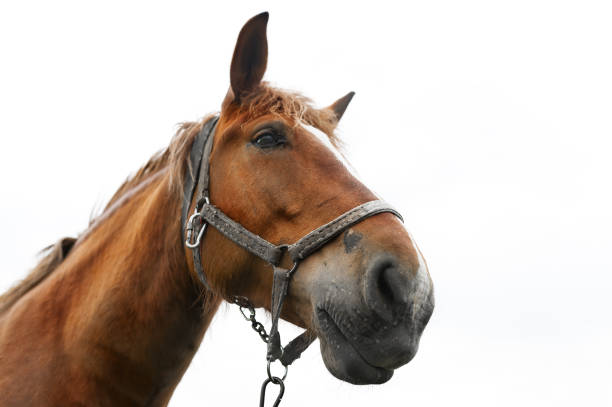 istock Closeup of a beautiful horse on white background. 687135830