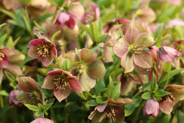 Hellebore