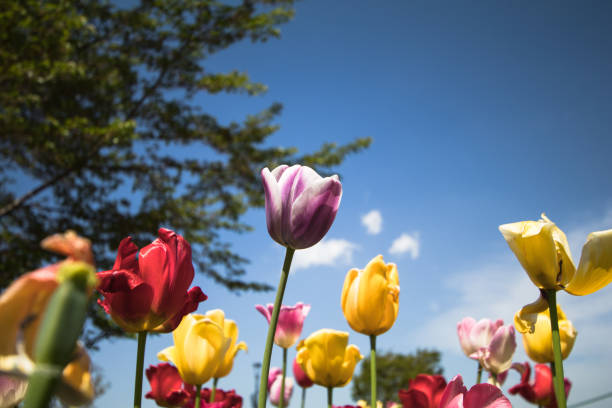 istock Beautiful tulip flowers in spring 687138694