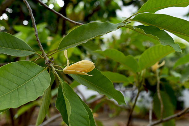 Champaca The tropical tree which has strongly fragrant flowers in shade of cream to yellow . champak stock pictures, royalty-free photos & images