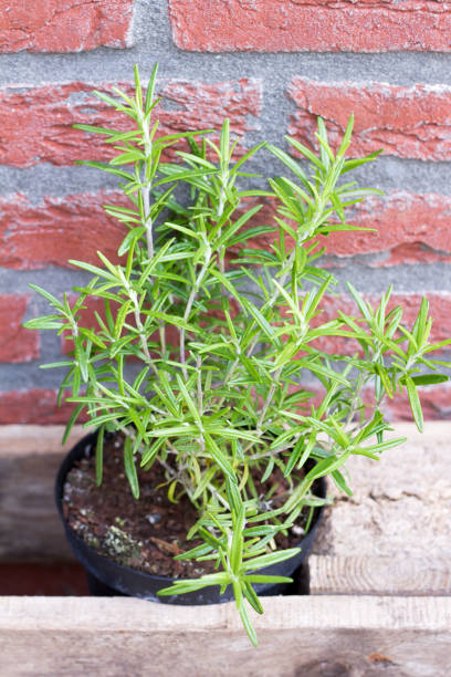 istock Herbs: oregano, thyme and rosemary. Outdoor, garden, brick wall. 687149014