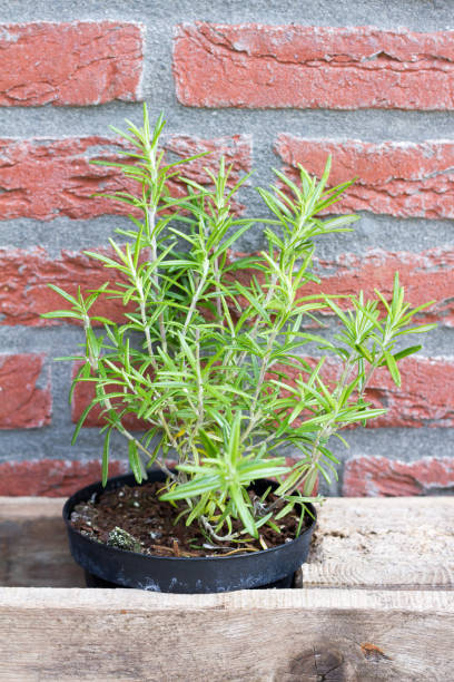 istock Herbs: oregano, thyme and rosemary. Outdoor, garden, brick wall. 687152604