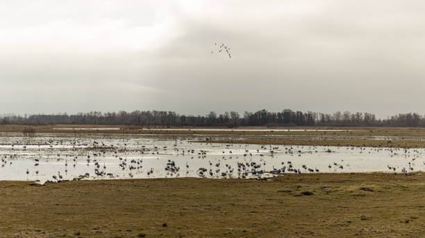 istock A flock of cranes 687152794