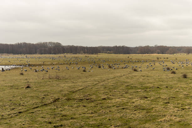 istock A field full of cranes 687152808