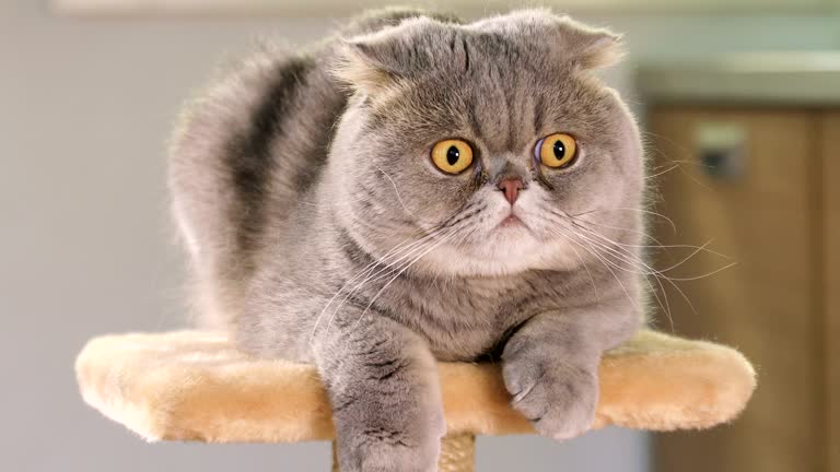 Scottish Fold cat