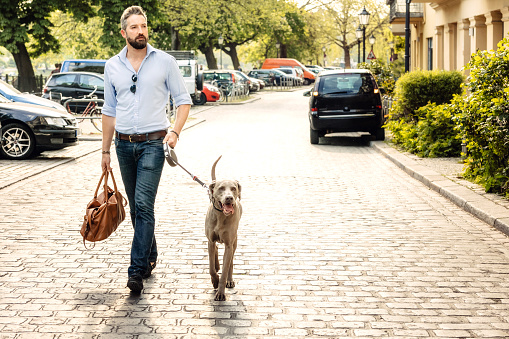 Happy man and his Weimaraner dog