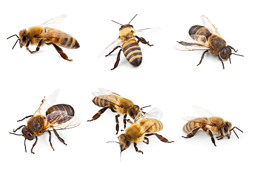 Bees isolated on the white background