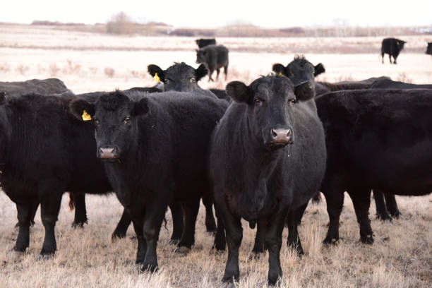 istock Curious Herd of Black Angus Cattle 687167244