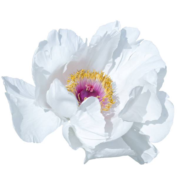 istock Paeonia suffruticosa white color 687167252